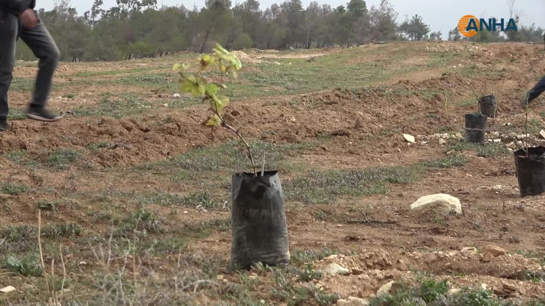 لجنة البيئة في مقاطعة الطبقة تطلق حملة لغرس ألف شجرة في المحمية