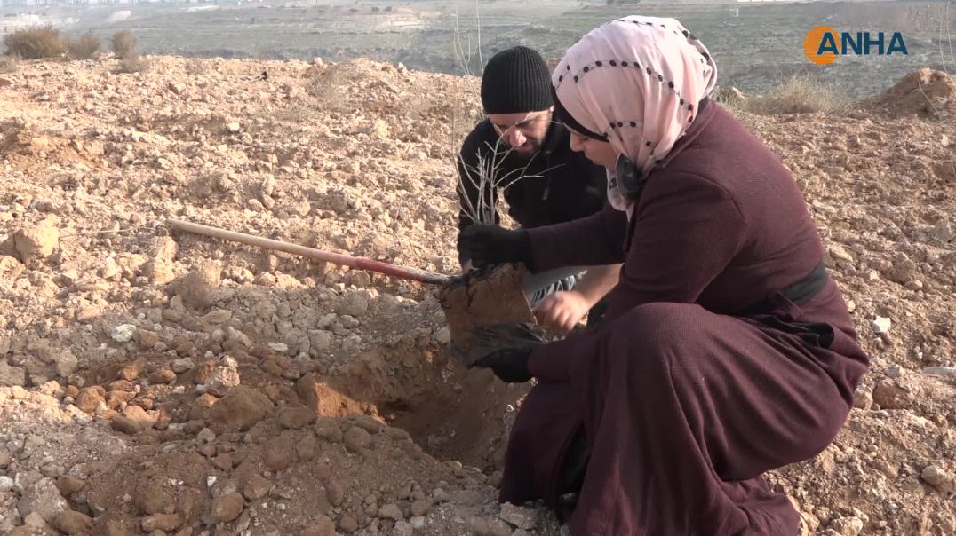 زراعة 100 غرسة أشجار في مقاطعة الطبقة