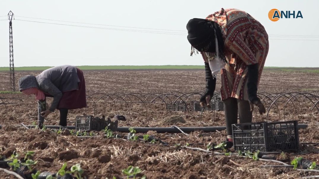 مشروع Demsal يتوجه لاستراتيجية زراعة جديدة مع نجاحه الملحوظ