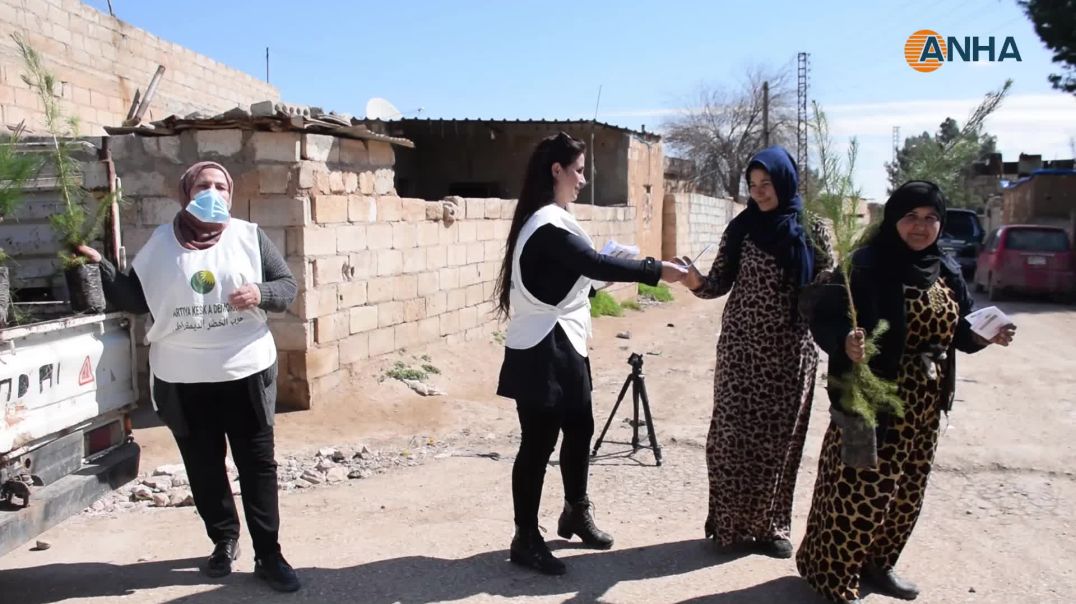 لزيادة المساحة الخضراء توزع غراس شجرية في مقاطعة الجزيرة