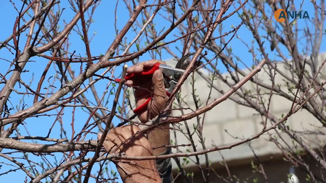 الأهالي يقبلون على تقليم الاشجار.. فما هي إرشادات الخبراء؟