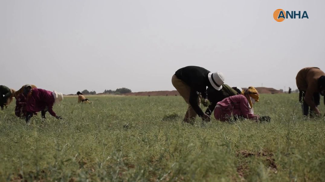 بدء حصاد المحاصيل العطرية والجلبان في شمال وشرق سوريا-تل تمر