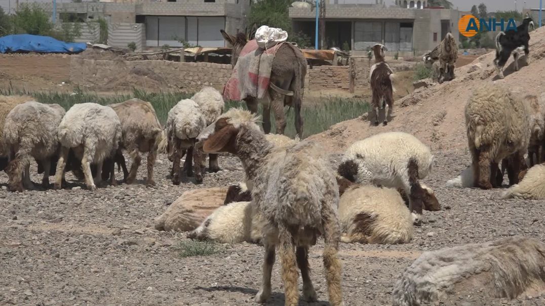 حلول موسم جزّ صوف المواشي-دير الزور