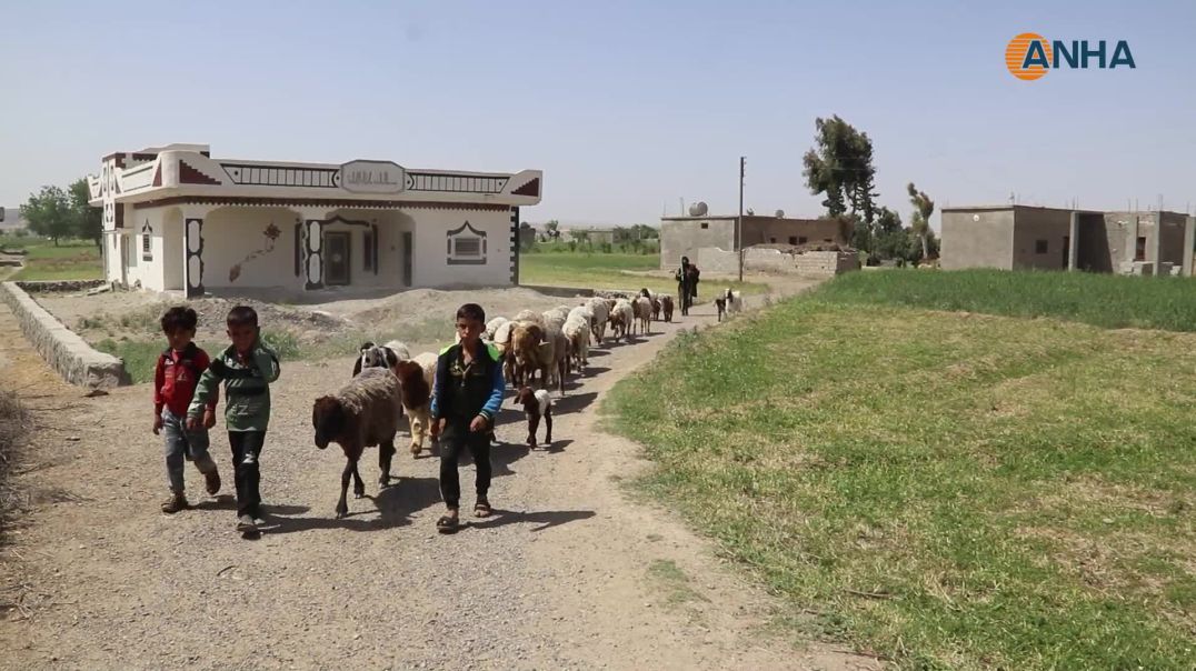 مقتطفات من ربيع دير الزور