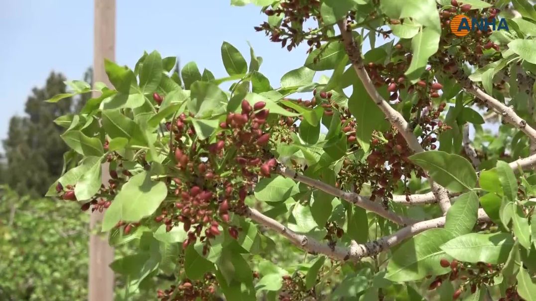 الفستق الحلبي غير واقع قرية العسلية الاقتصادي