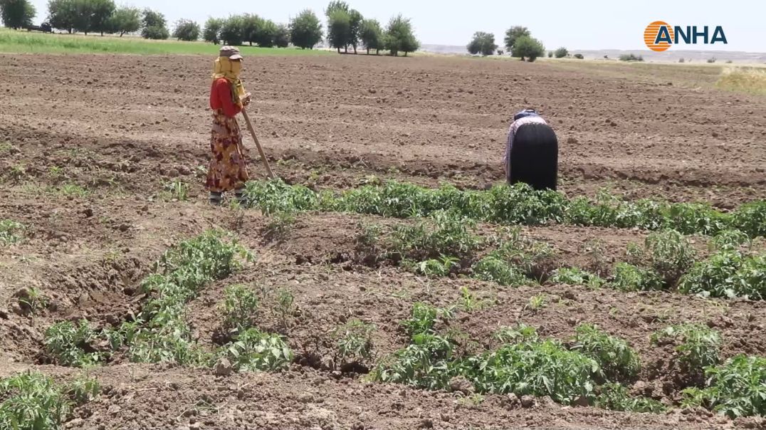 عمل دؤوب في حقول الخضروات بدير الزور