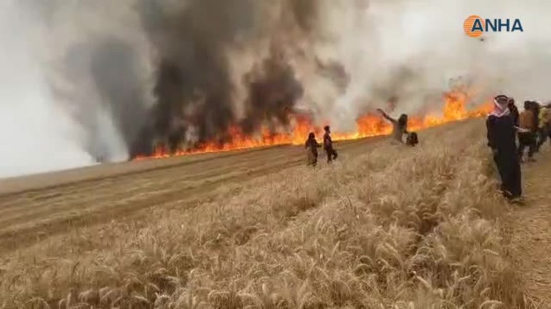 بجهود الأهالي وفوج الإطفاء السيطرة على حريق اندلع في محصول قمح