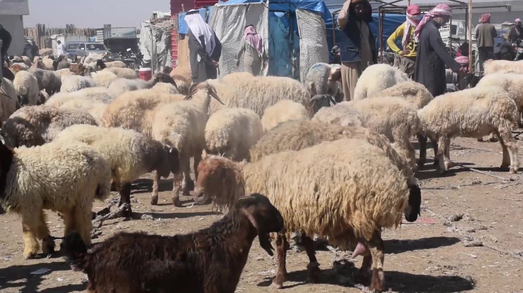 أسواق الماشية تشهد إقبالاً مع اقتراب عيد الأضحى