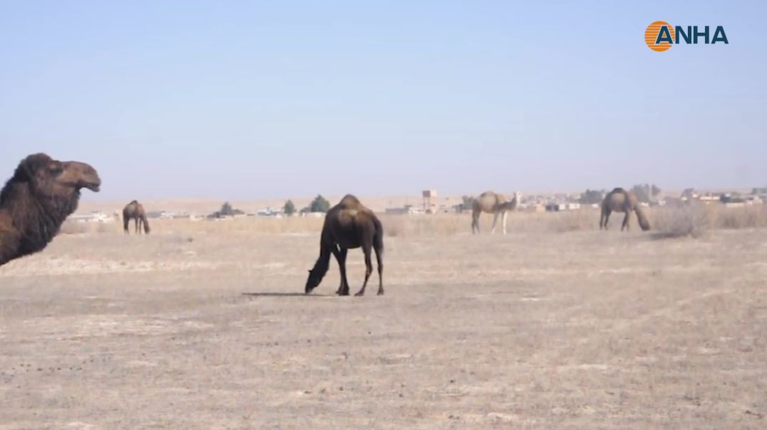 مربّو الإبل في الهول يتجهون إلى بحيرة الخاتونية بحثاً عن الماء والمرعى