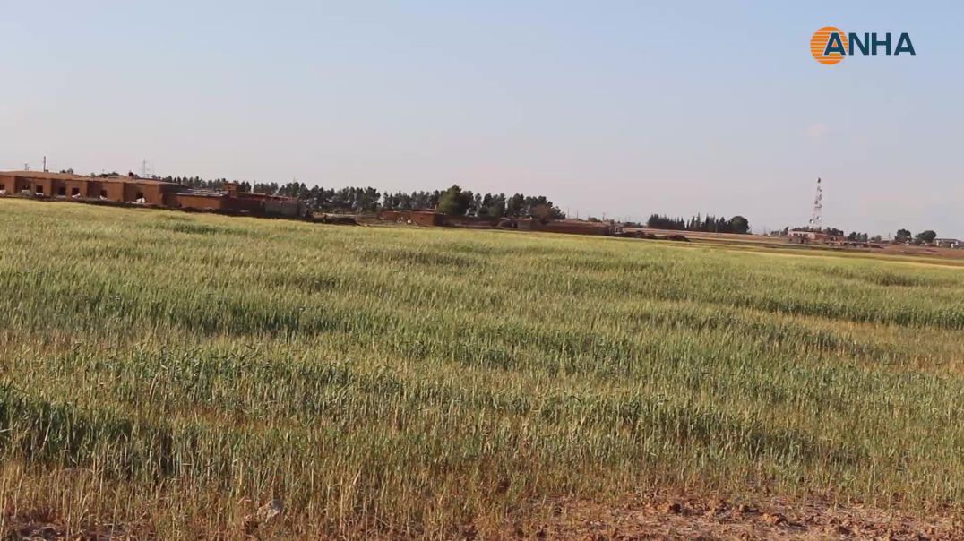 ⁣تراجع كبير في الزراعة بتل براك بسبب الجفاف ونقص المحروقات