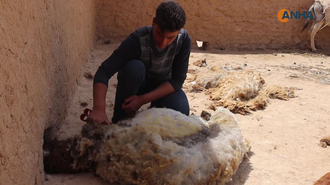 ربيع جزّ الصوف يبدأ لدى مربي الأغنام
