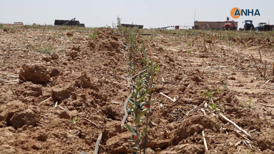 ⁣"أربكينا" الإسبانية في الدرباسية.. مشروع زراعي طموح يواكب المناخ ويعزز الاقتصاد