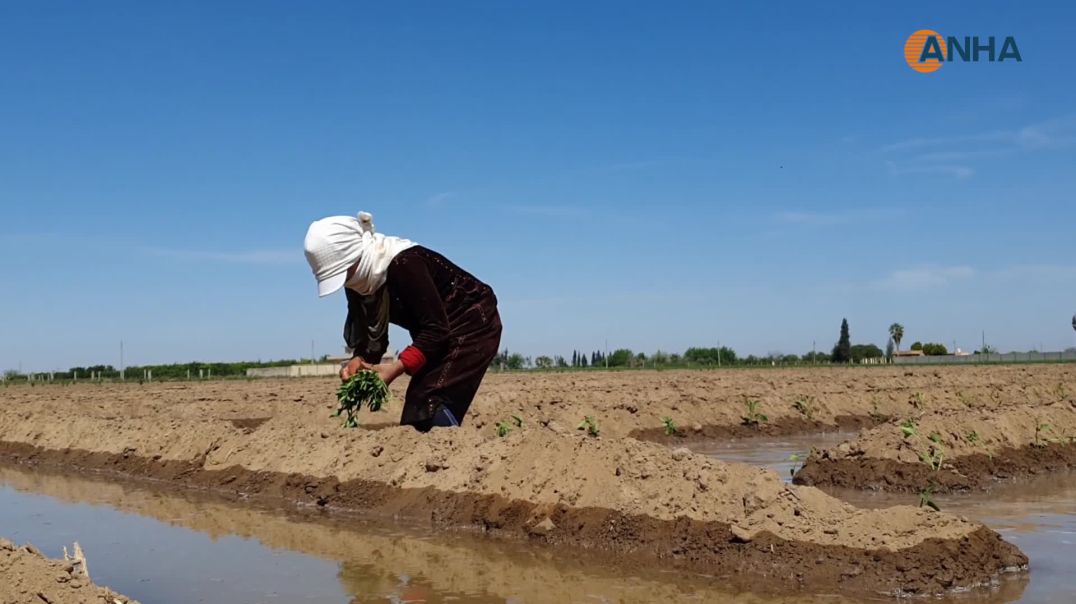 المرأة الريفية في الرقة تواصل ارتباطها بالأرض والزراعة