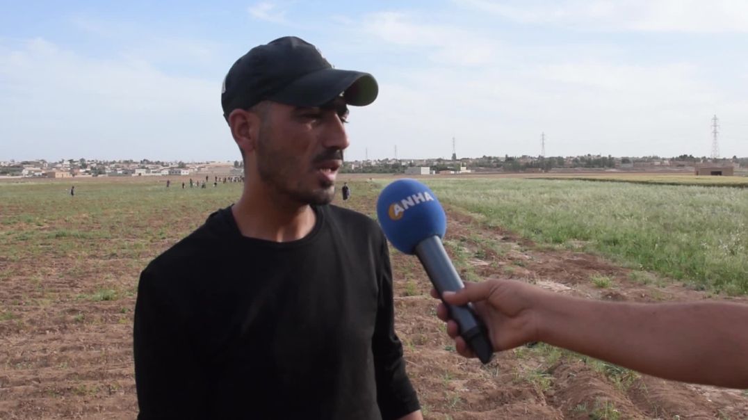 مزارعو الشدادي يبدؤون جني الكمّون وسط خسائر بسبب الجفاف وقلة الأمطار