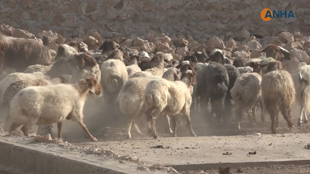 ⁣مبادرة كبرى لتوزيع لحوم الأضاحي على مئات الأسر في الطبقة