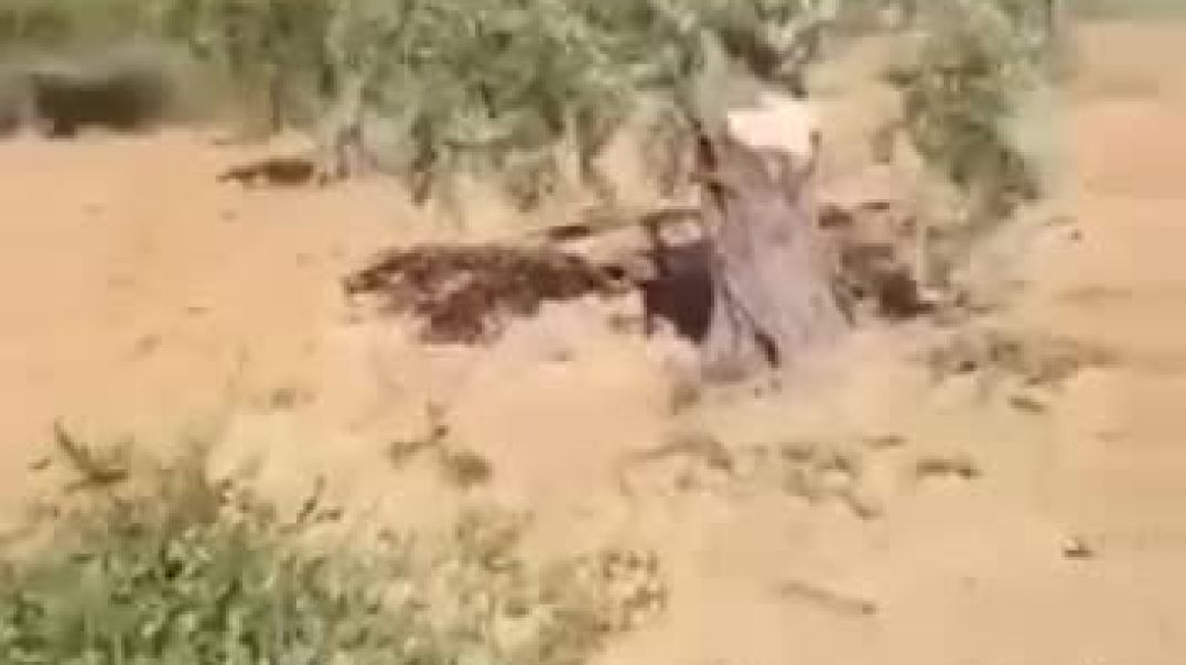 قطع نحو 55 شجرة زيتون مثمرة في عفرين المحتلة