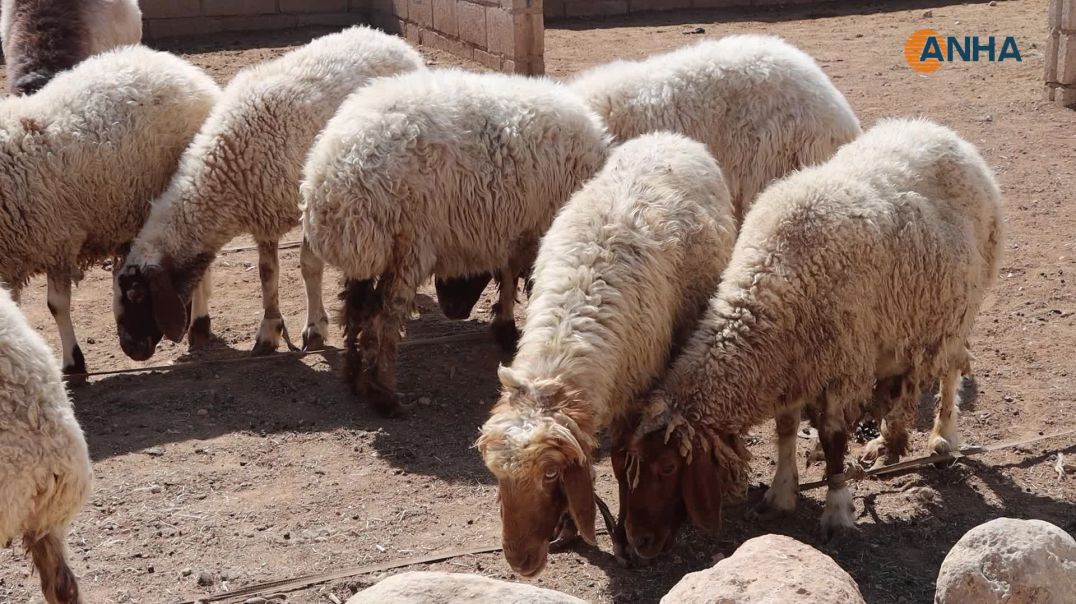 مع اقتراب عيد الأضحى.. انخفاض أسعار الأضاحي وإقبال واسع في الأسواق-قامشلو