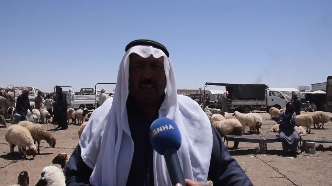 مع اقتراب عيد الأضحى.. انخفاض أسعار الأضاحي وإقبال واسع في الأسواق