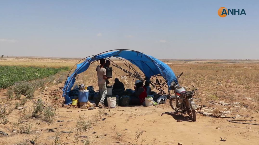 ⁣غلاء الأسمدة وانتشار الآفات يهددان موسم الخضروات جنوب الحسكة