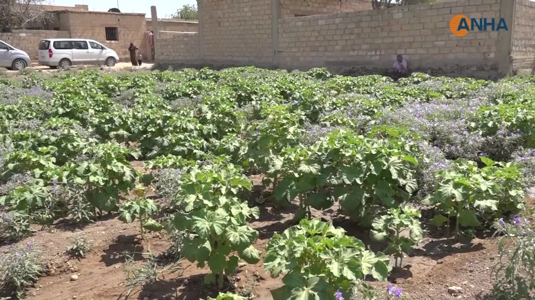 ⁣إتلاف محاصيل خضار تُروى بمياه الصرف الصحي في الحسكة بعد فشل التحذيرات