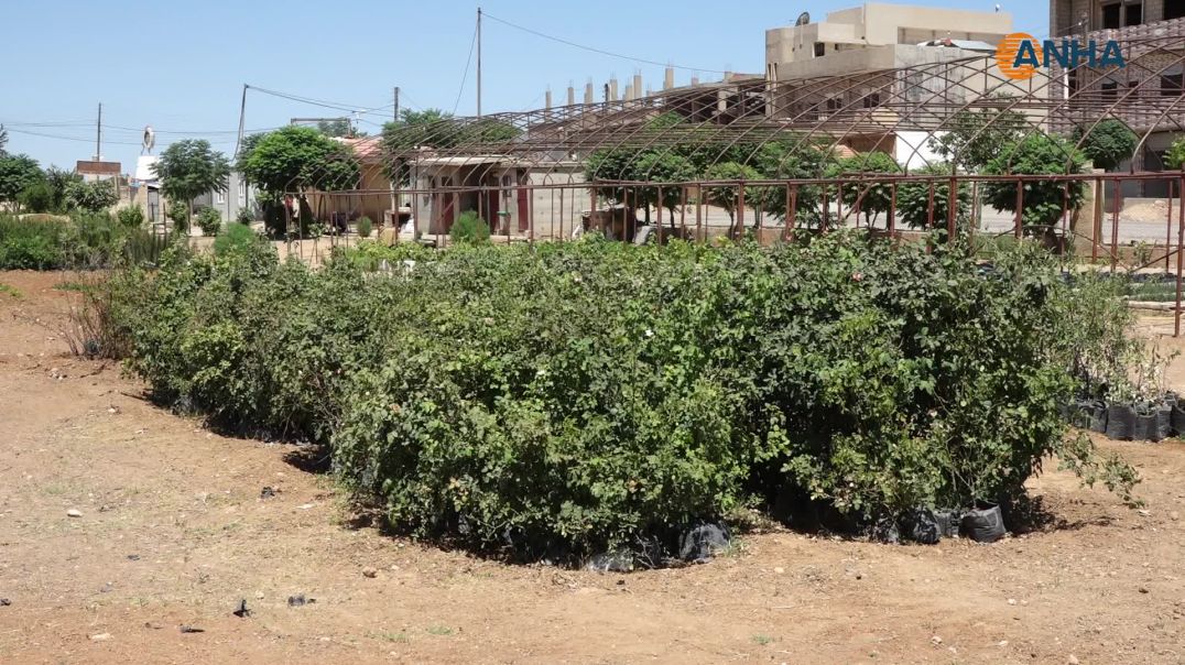 ⁣الدرباسية تتجه نحو الزراعة المستدامة لمواجهة آثار السياسات البعثية والرأسمالية على البيئة