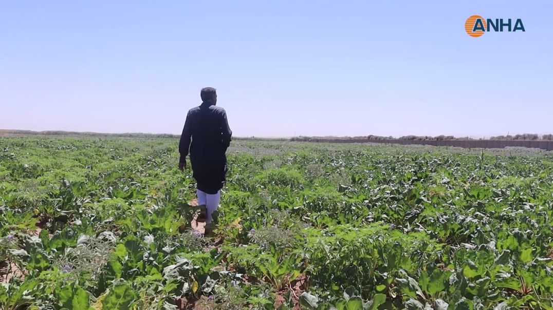 زراعة الشوندر السكري في الرقة.. أمل ضائع يدفع المزارعين نحو البدائل