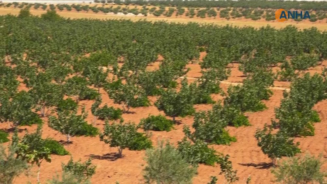 بدء موسم جني محصول الفستق الحلبي