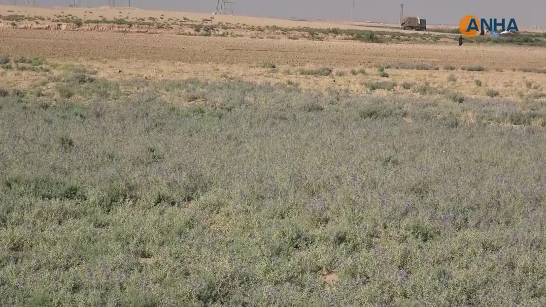 نبتة ضارة تنتشر في حقول ريف عين عيسى وإرشادات من مديرية الزراعة
