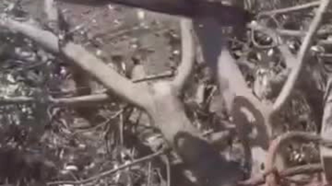 على غرار عفرين.. سرقة ونهب زيتون ريف السويداء واتهامات للحكومة الانتقالية