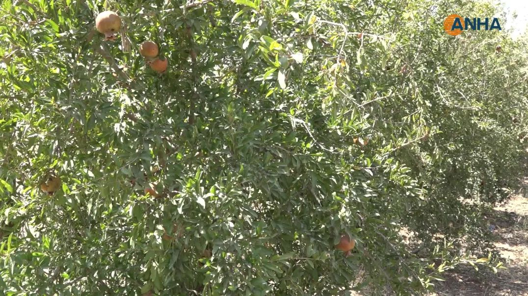 ⁣أشجار الفواكه في الجزيرة.. تطور أنواع وتراجع أخرى