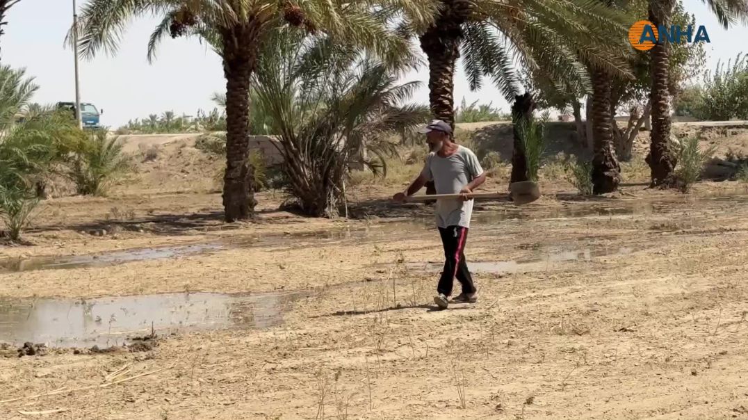 لأشجار النخيل نصيب من الحرب والجفاف