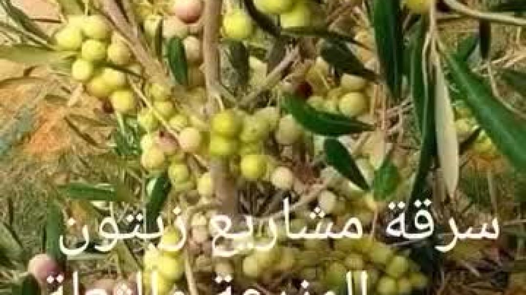 على غرار عفرين.. سرقة ونهب زيتون ريف السويداء واتهامات للحكومة الانتقالية-تسجيل صوت