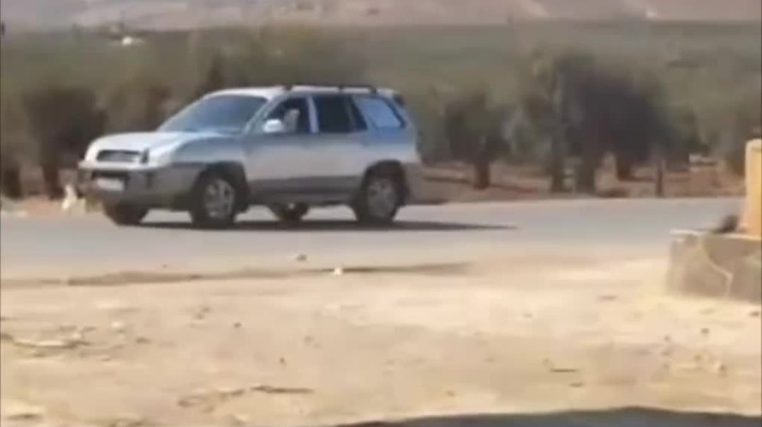 فيديو يوثق سرقة الزيتون في عفرين قبل بدء الموسم