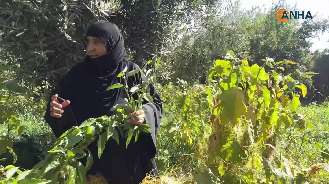 ⁣نساء دير الزور يتجهن نحو الزراعة التكثيفية كمصدر رئيس للدخل