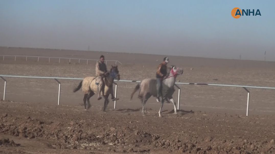 إرث تربية الخيول الأصيلة يتطور في مقاطعة الجزيرة