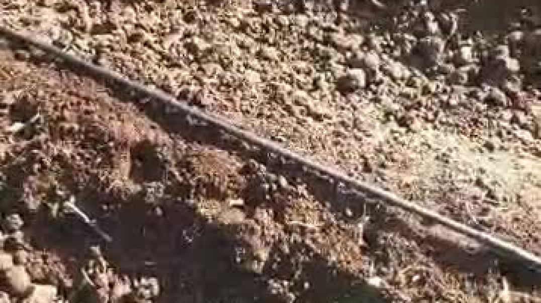 إيجاد سوق لتصريف المنتج أبرز تحديات زراعة الزعفران في سوريا