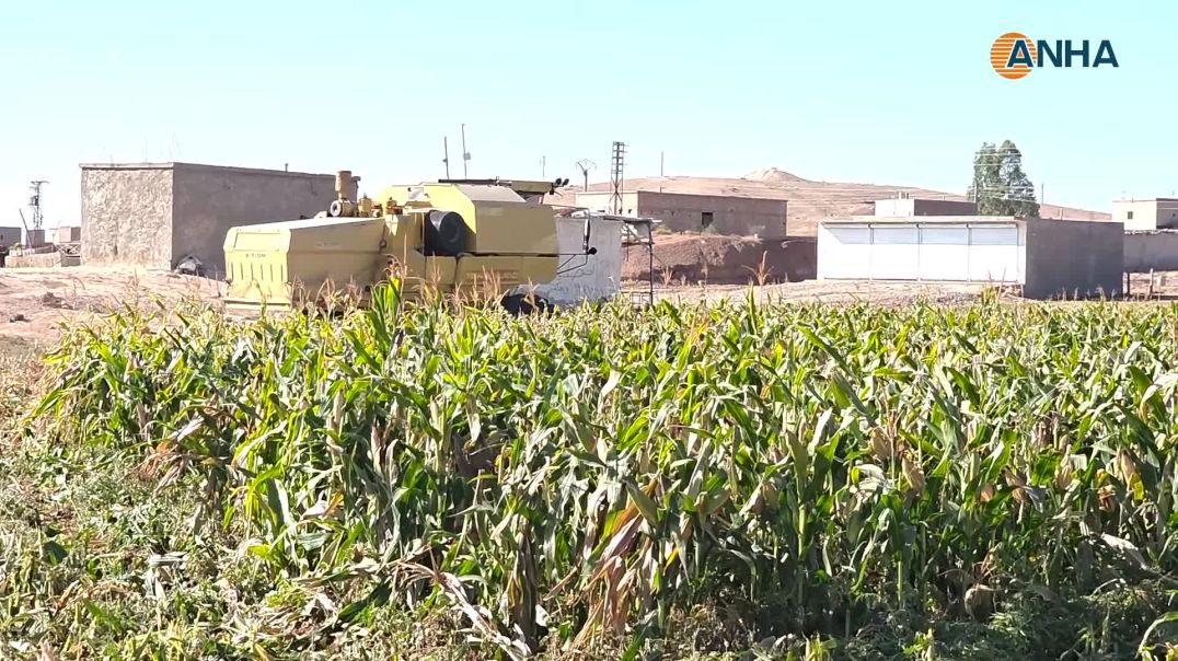 ⁣مزارعو دير حافر والرقة يطالبون بفتح المعابر وتشغيل المجففات لإنقاذ موسم الذرة