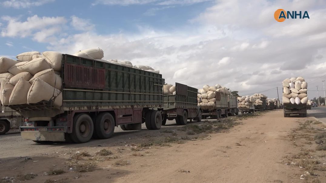 ⁣الأقطان في شمال وشرق سوريا تنهي موسم الاستلام بـ 38 ألف طن