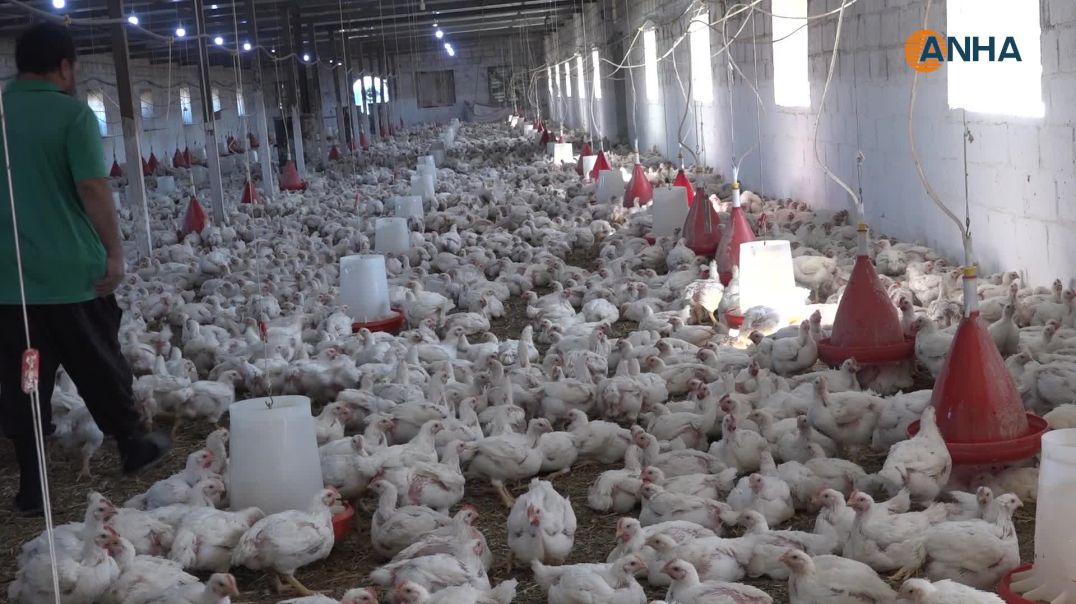 ⁣مربو الدواجن في الجزيرة يطالبون بالدعم لمواجهة التحديات