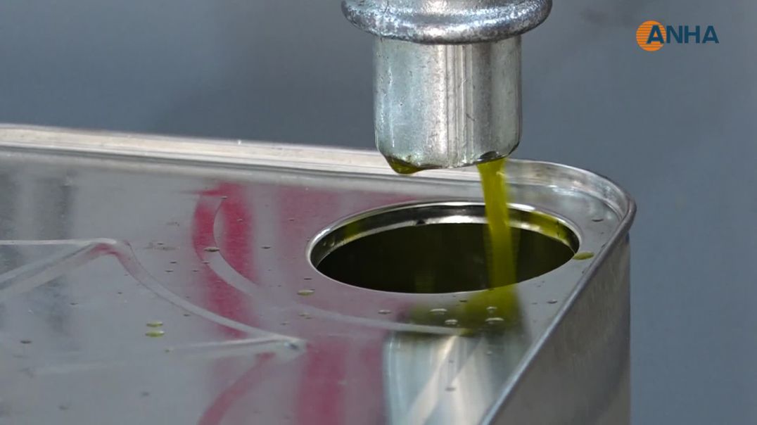 Li kantona Firatê berhevkirina zeytûnan dest pê kir