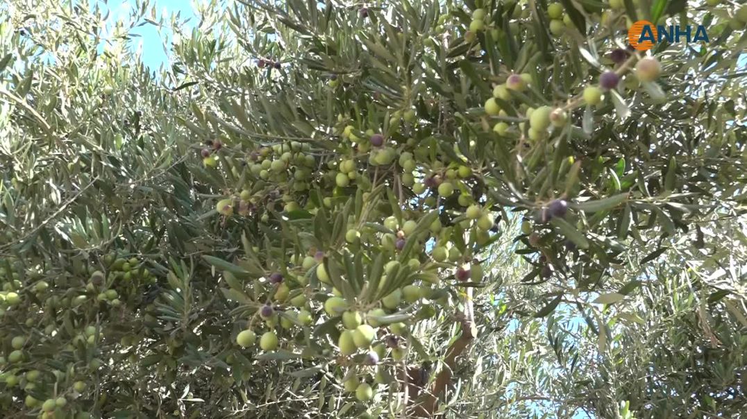 ⁣موسم الزيتون في الرقة يتراجع والمزارعون يطالبون بالدعم