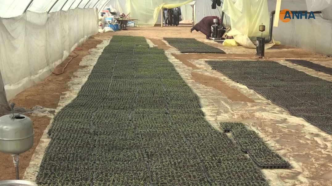 إطلاق أكبر مشروع بيوت بلاستيكية لزراعة الخضار في مقاطعة الطبقة