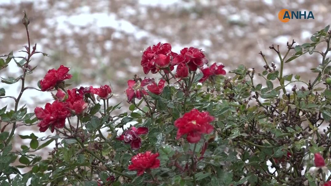 هطولات ثلجية في معظم مناطق إقليم شمال وشرق وسوريا