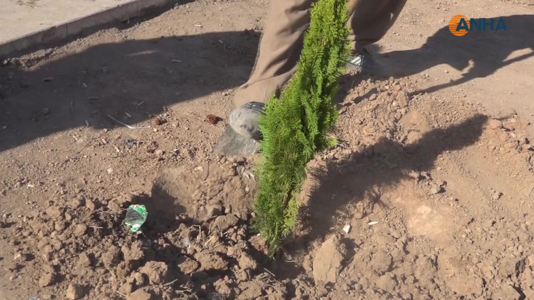 ⁣زراعة 300 شجرة في الحسكة