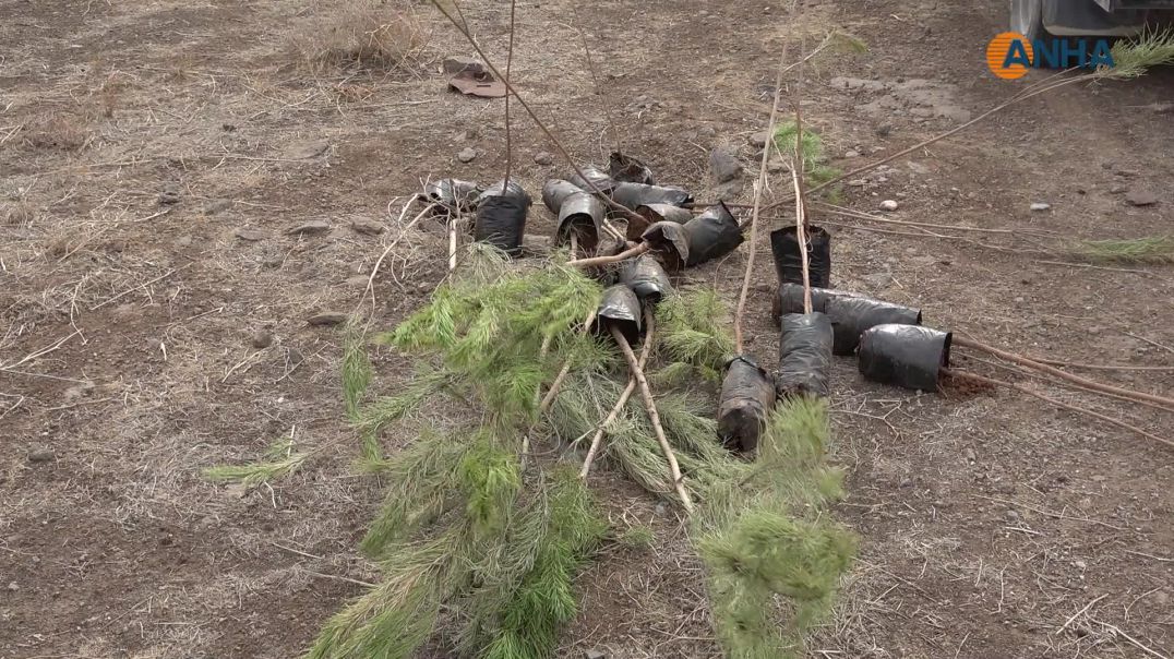 هيئة البيئة بمقاطعة الجزيرة تزرع 500 غرسة في محميتي عابرة ومعشوق