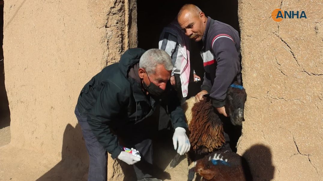 إجراءات لدعم مربّي الثروة الحيوانية في شمال وشرق سوريا