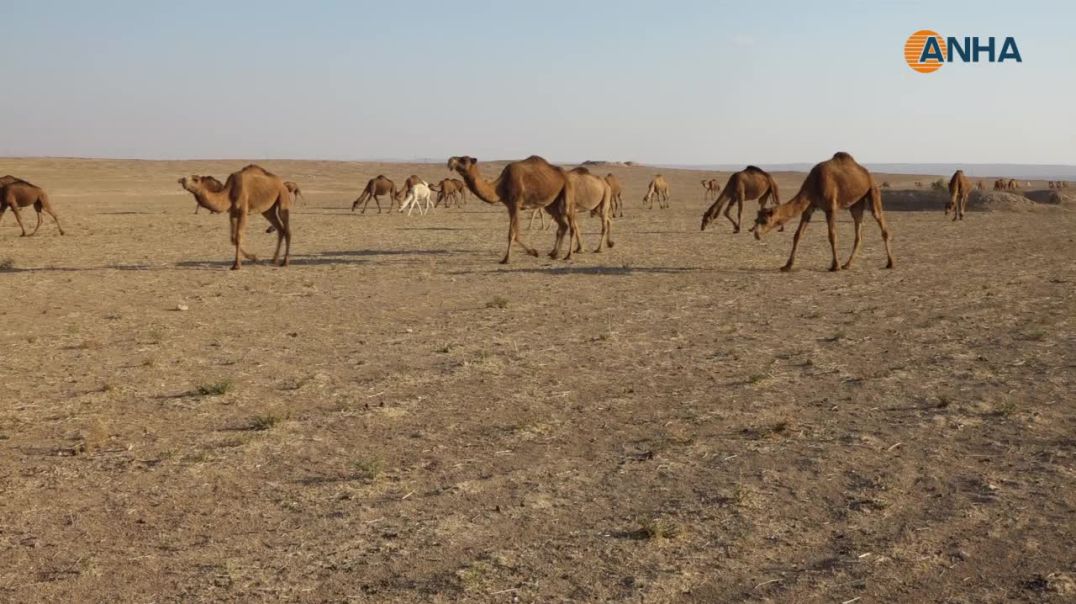 مربّو الإبل يطالبون بمخصصات أعلاف لقطعانهم