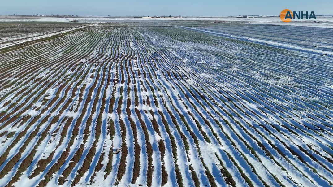 أمطار وثلوج مطلع العام تبعث الأمل في حقول شمال وشرق سوريا