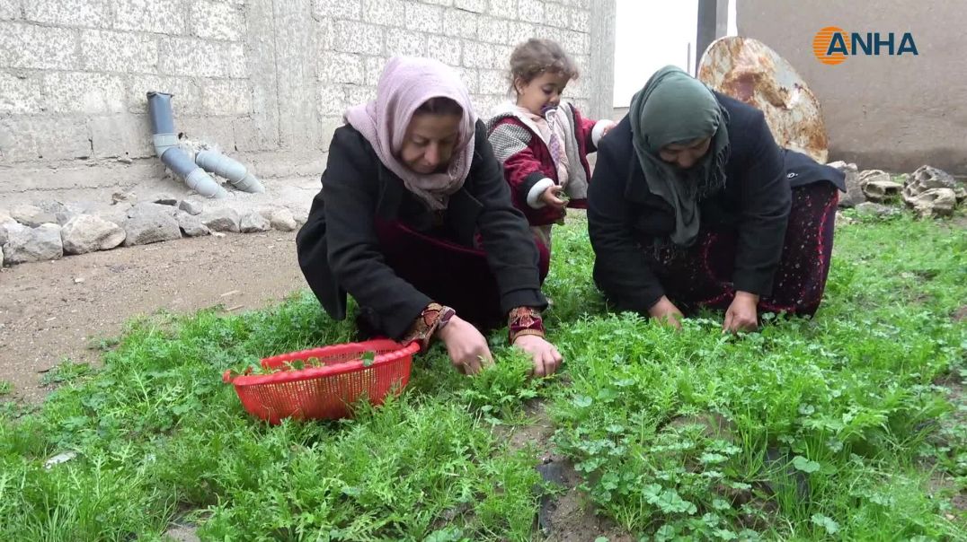 الربيع ينعش دورة الحياة في آليان ويُغني الموائد بالأعشاب البرية 