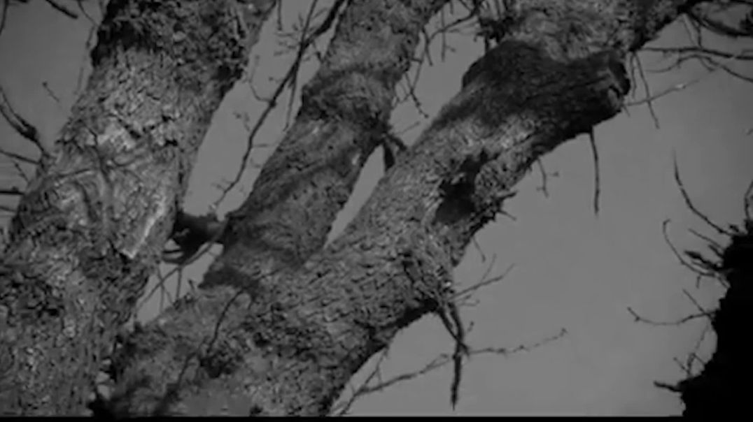 ⁣الكرد يزفون بشرى الوحدة للفنان محمد شيخو